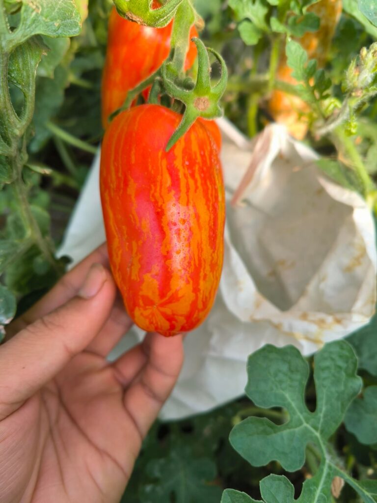 Tomato 'Orange Ray'
