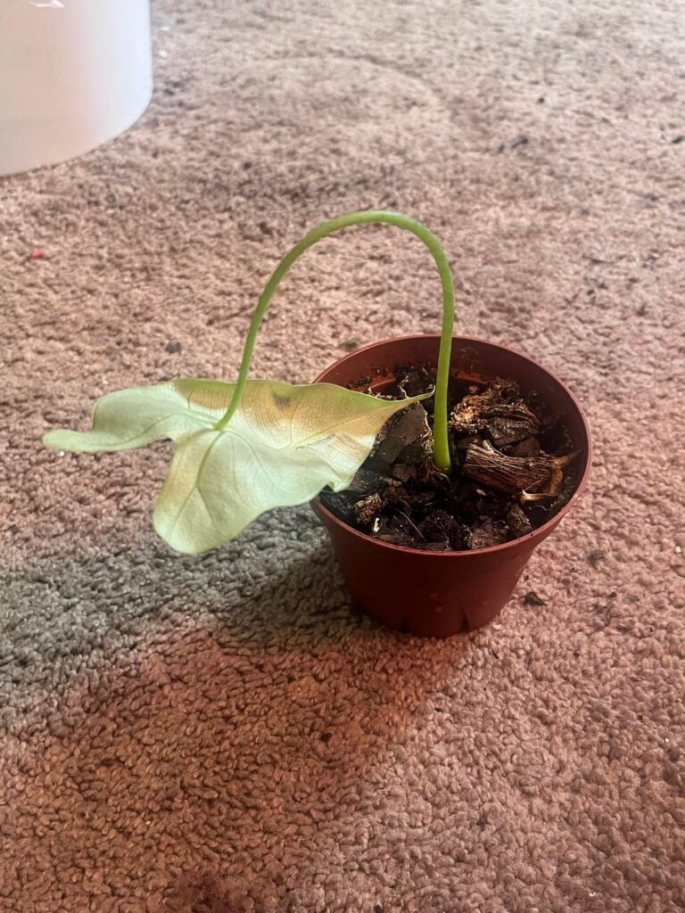 Is this salvageable…?