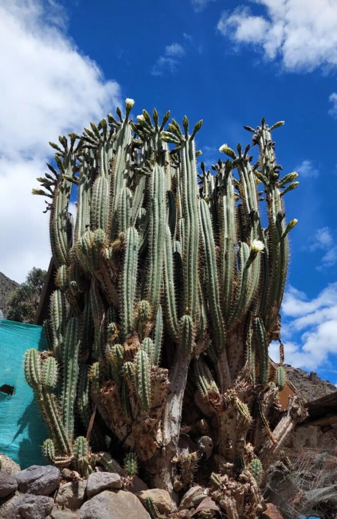 T.Cuzcoensis, Sacred Valley, Peru.