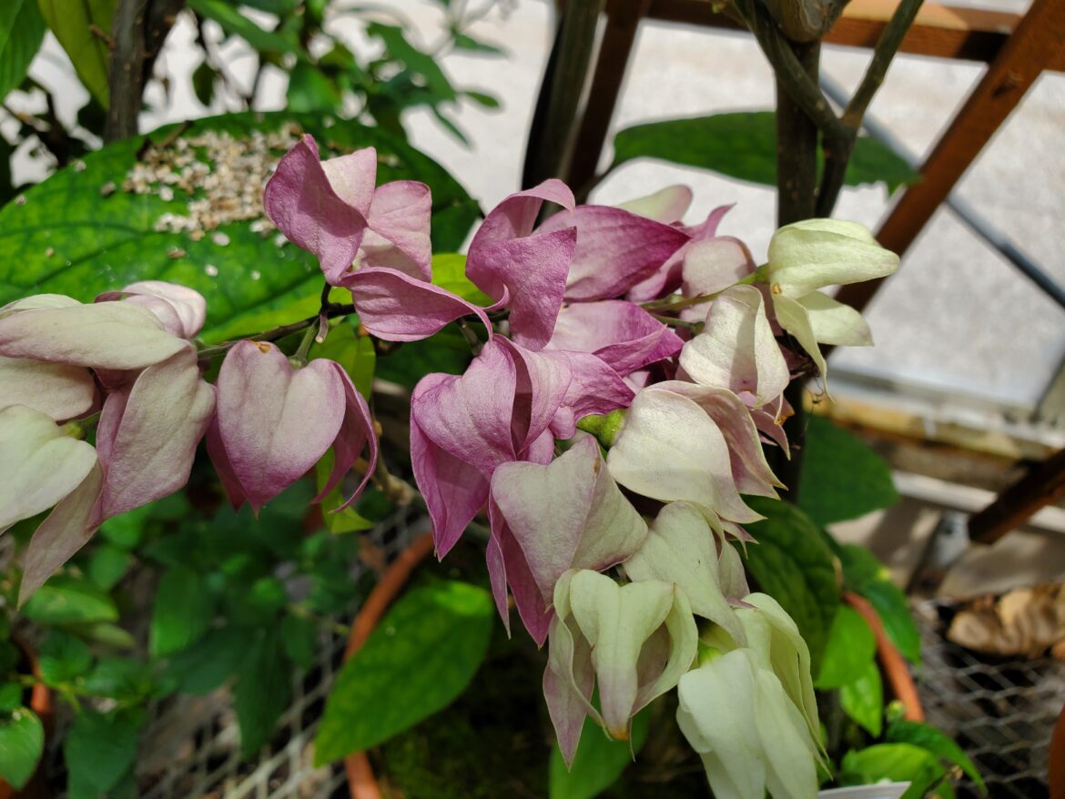 Clerodendrum thomsoniae / Bleeding Glory-bower