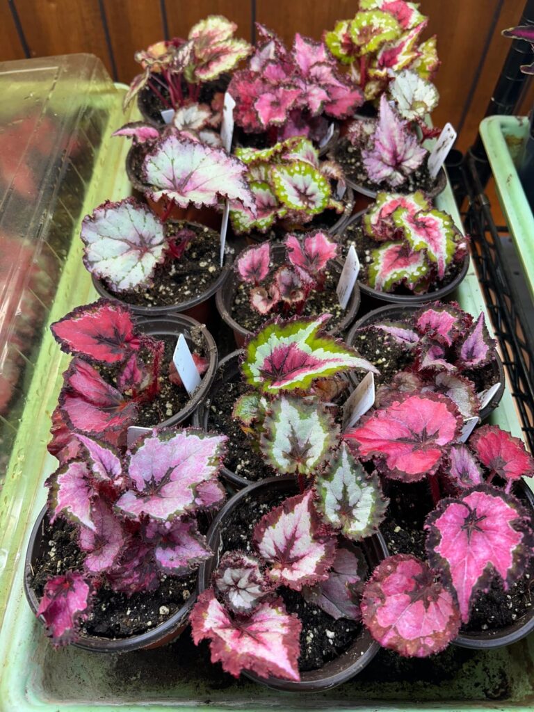 Progress. Leaf cutting stuck Mid September 3 1/2 months later