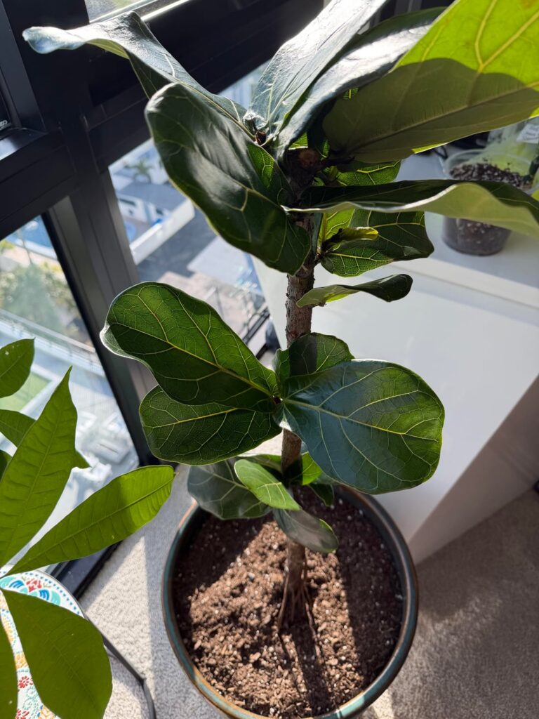 Chop and prop journey today vs 3 months ago