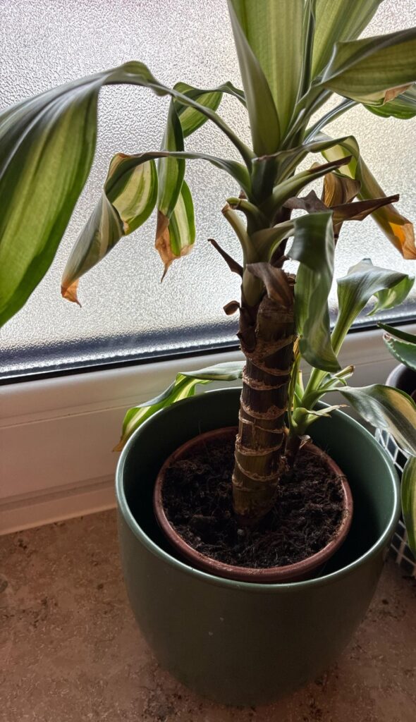 How can I help my plant?