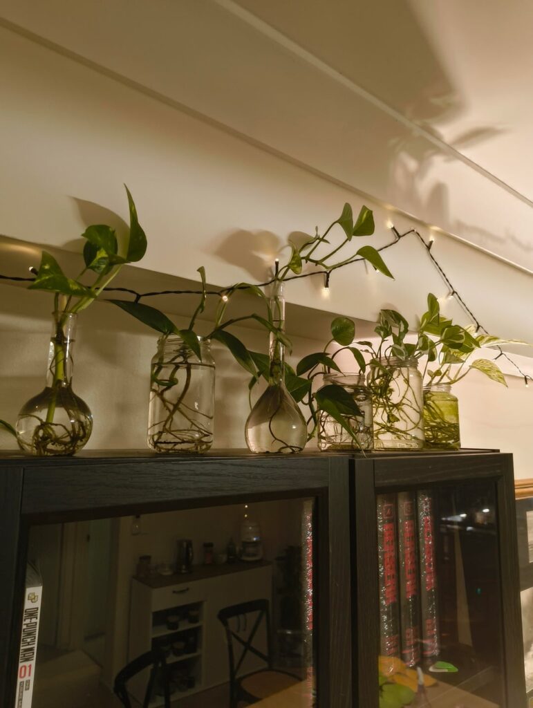 I was given some trimings a couple years ago and learnt to progpogate.