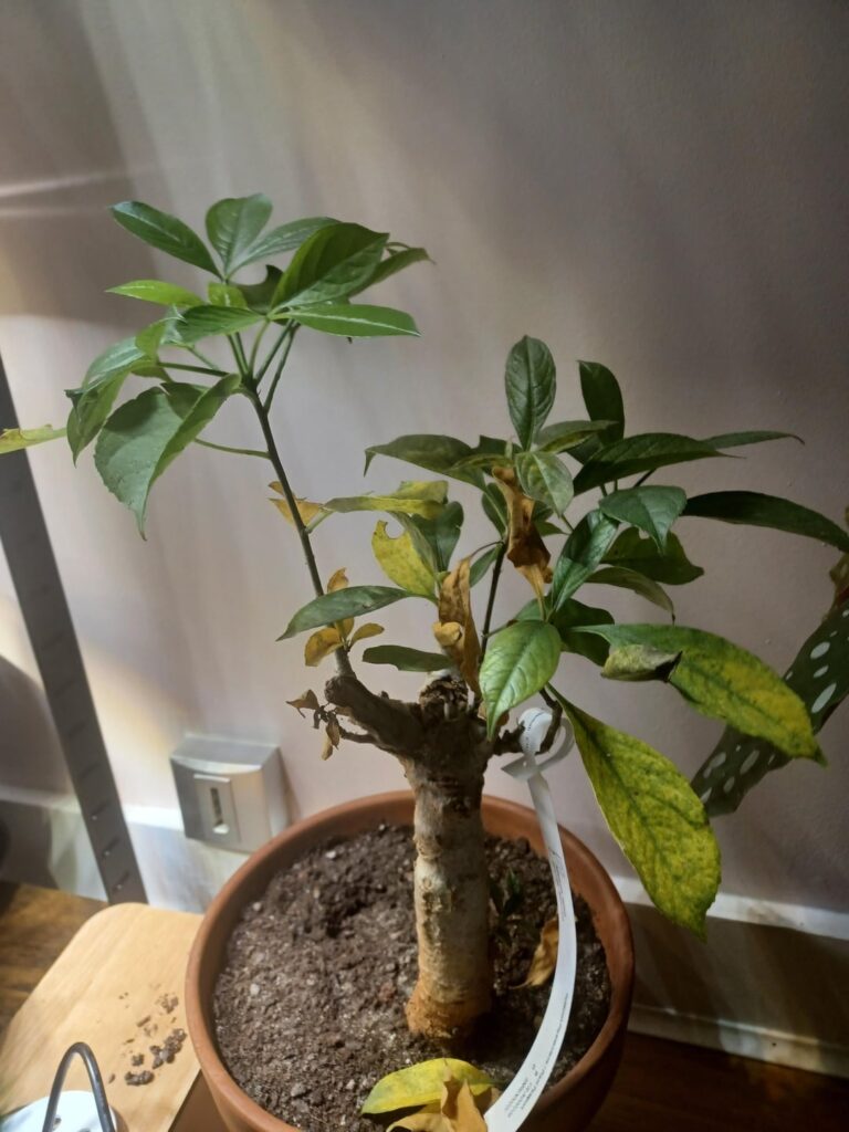 HELP: baobab is loosing its leaves