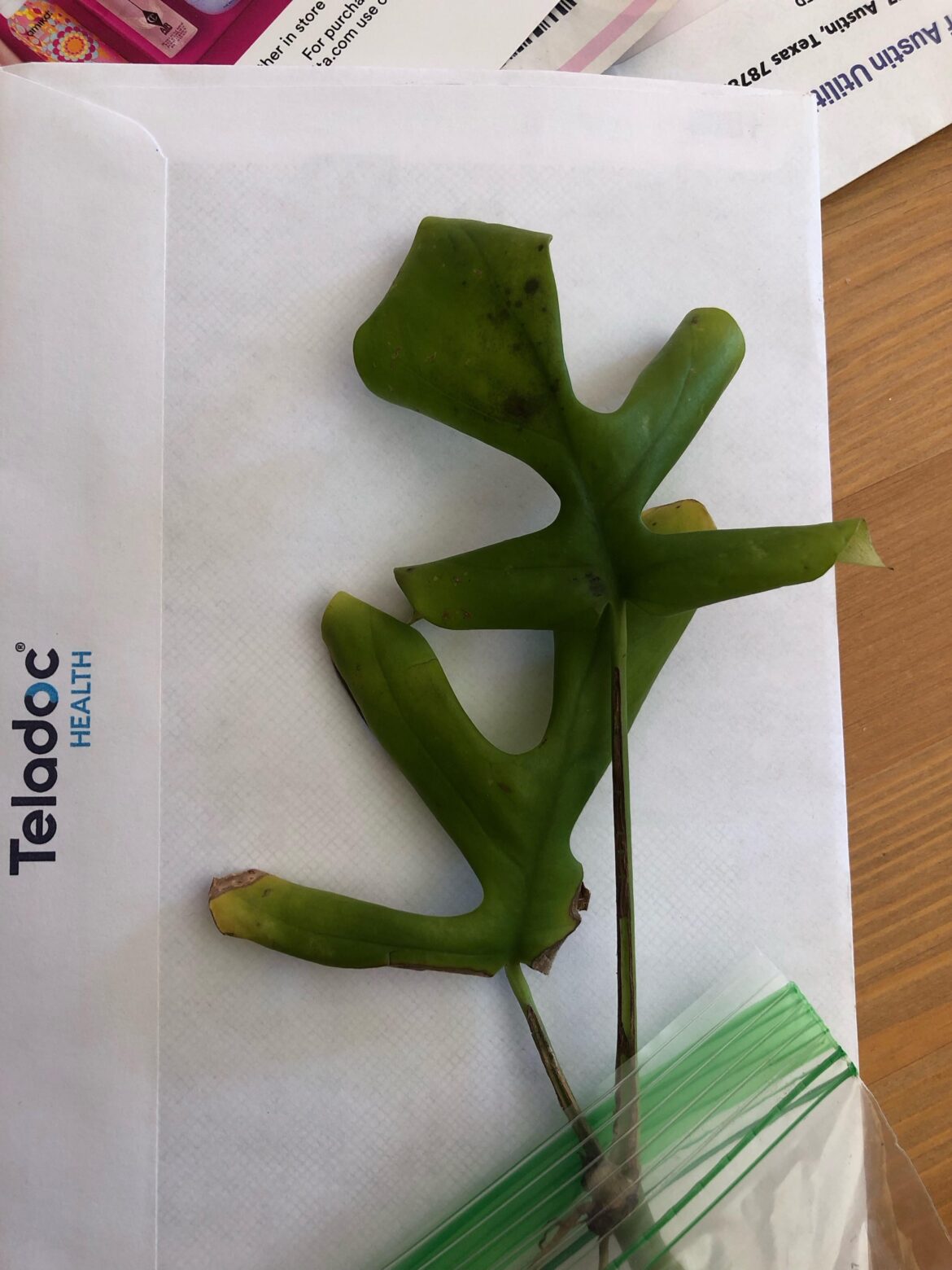 Anyone know what this is?