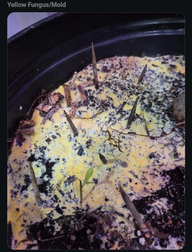 Thanksgiving leftovers sprouting