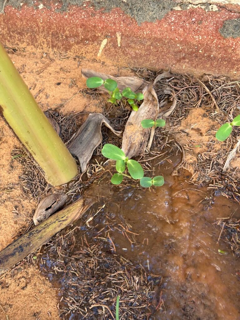 What are those? I tried looking them up, but I keep getting different results