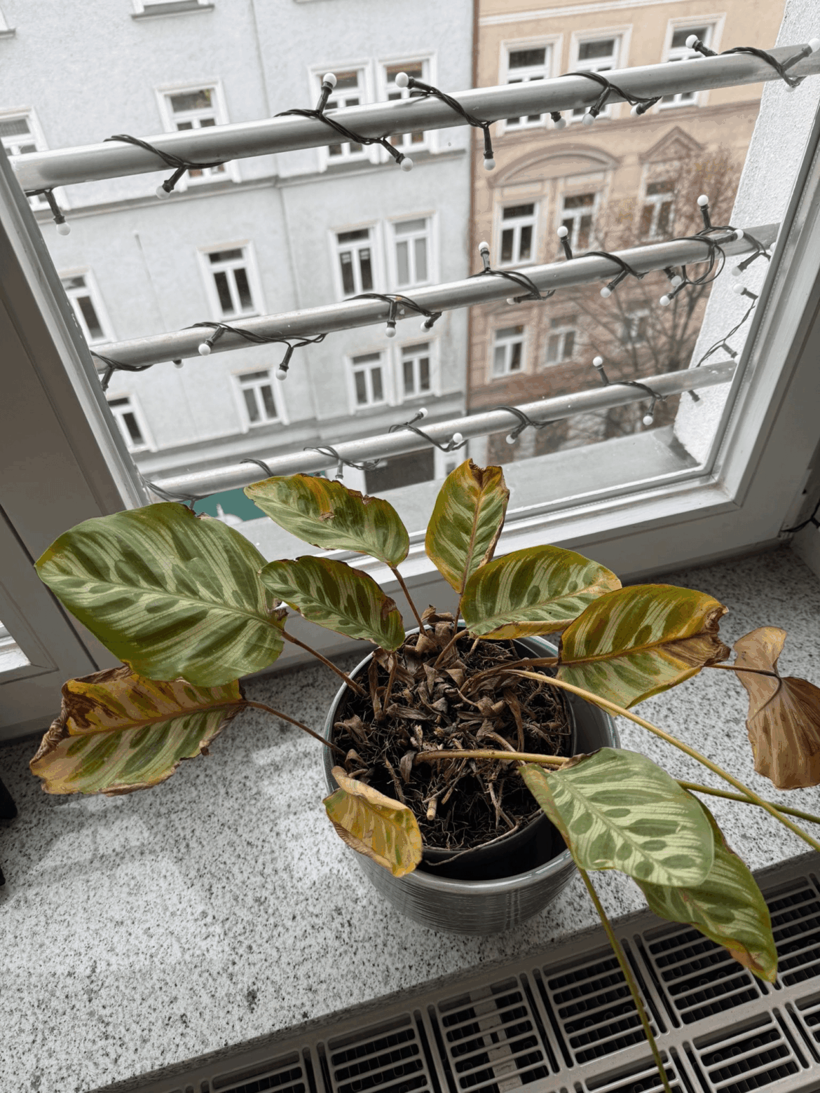 Only soil change or bigger pot as well?