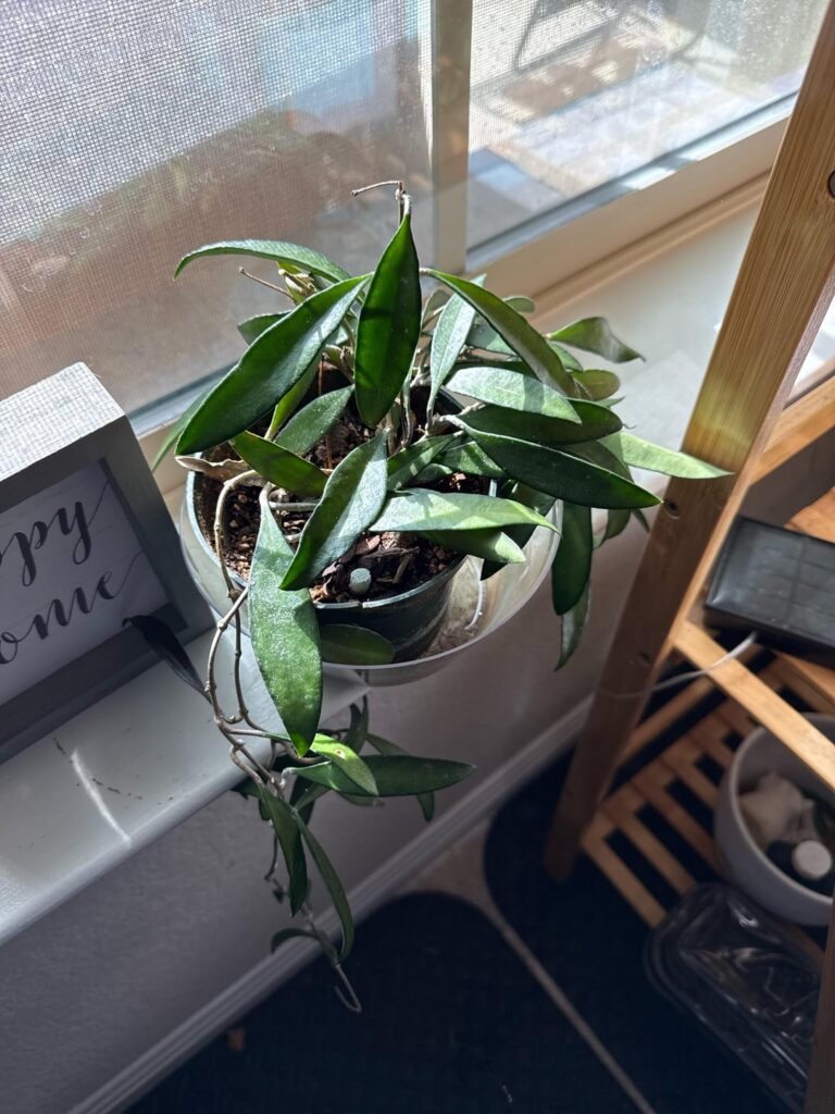 Can somebody help me identify these plants please?