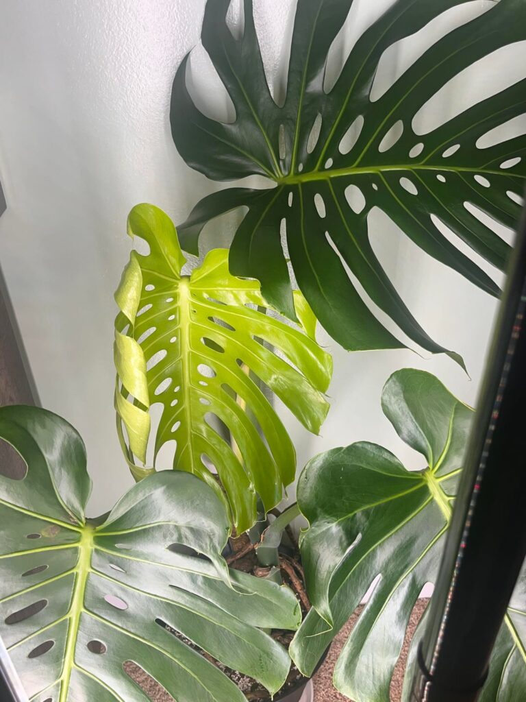 My monstera is speedrunning these inner fenestrations