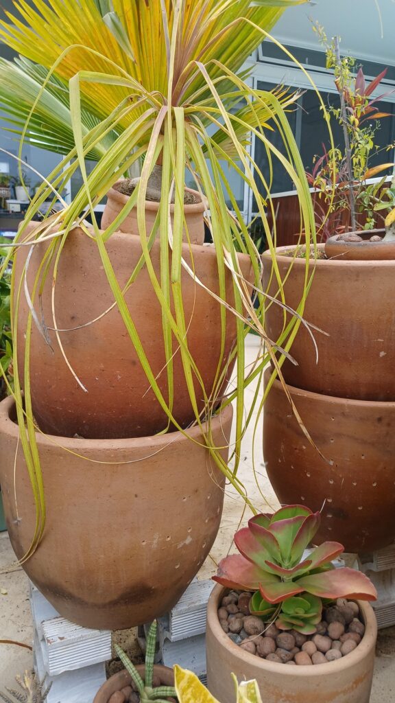 Mad scientist/ crazy cat lady/ urban eco warrior: update Mad scientist/ crazy cat lady/ urban eco warrior: update