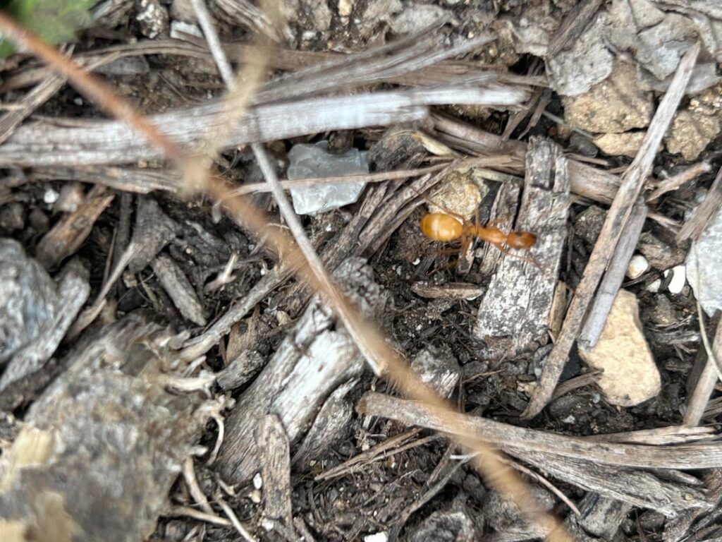 Any idea what these yellow ant-looking insects are? Found them crawling all under my Meyer lemon pot.