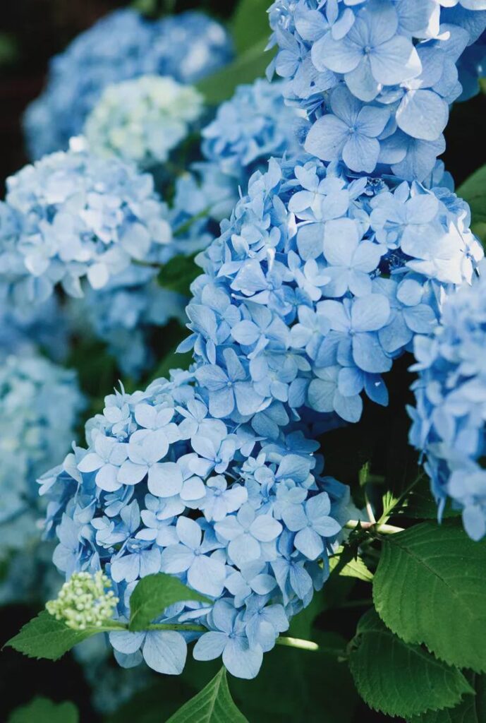 Blue hydrangea.