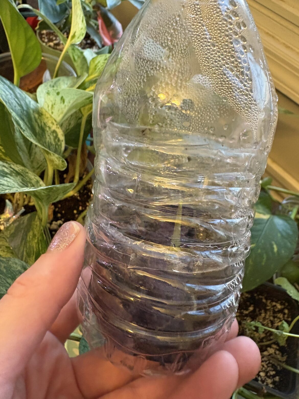 I’d like to share my low-waste DIY corm cup method