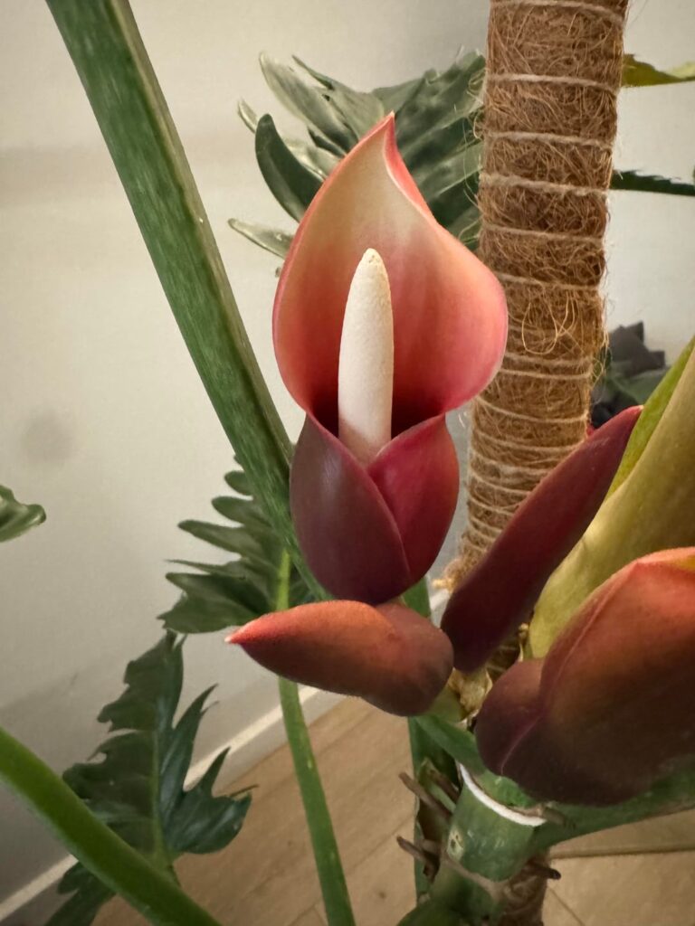 Nyc jungle boogie philodendron flowers in the snow 12/26/25