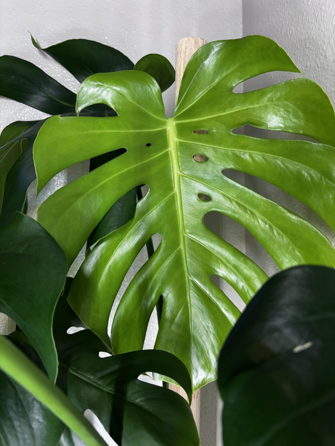 First Internal Fenestrations!