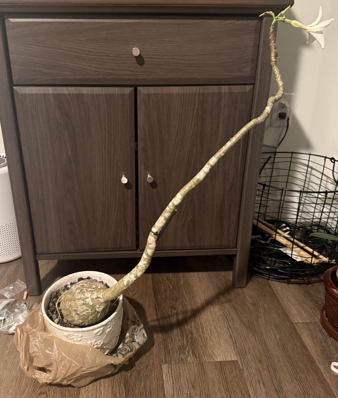 Is this Pachypodium decaryi field collected?