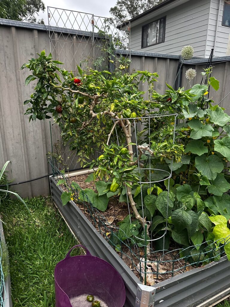 What should I do with this capsicum plant?
