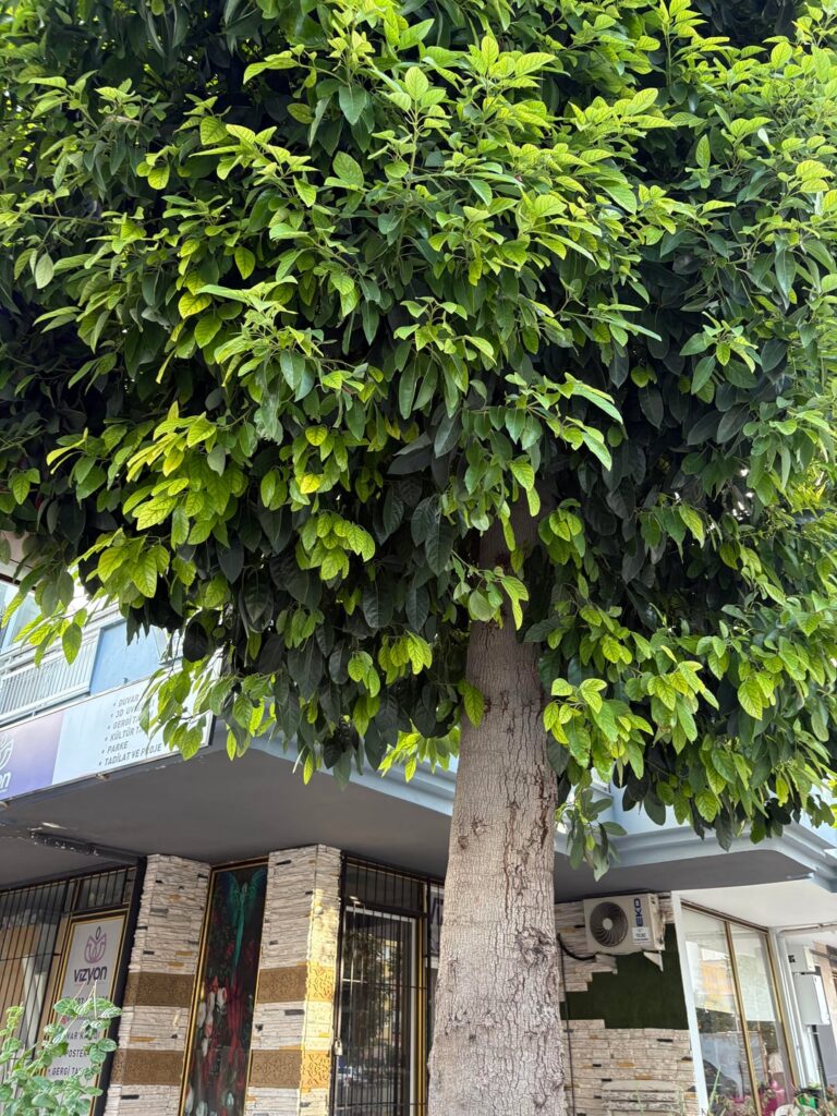 is this avocado? never seem a big avocado tree like this.