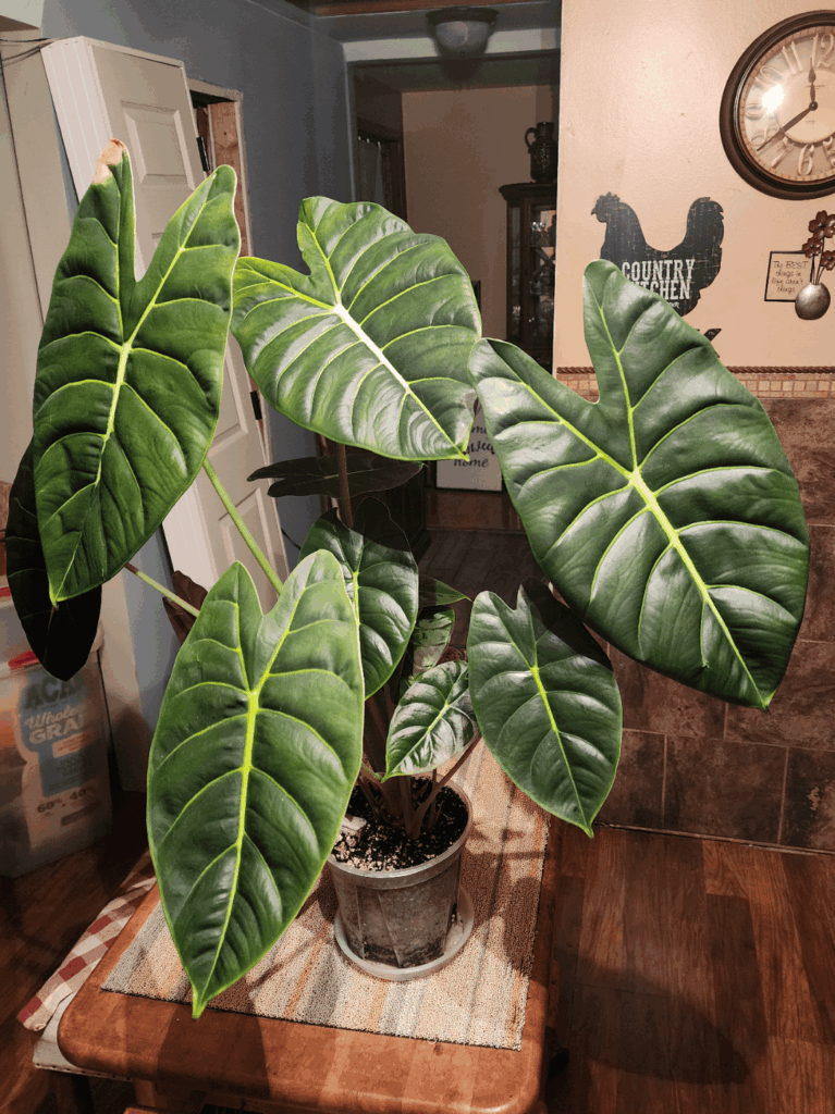 Heating mat curiosity