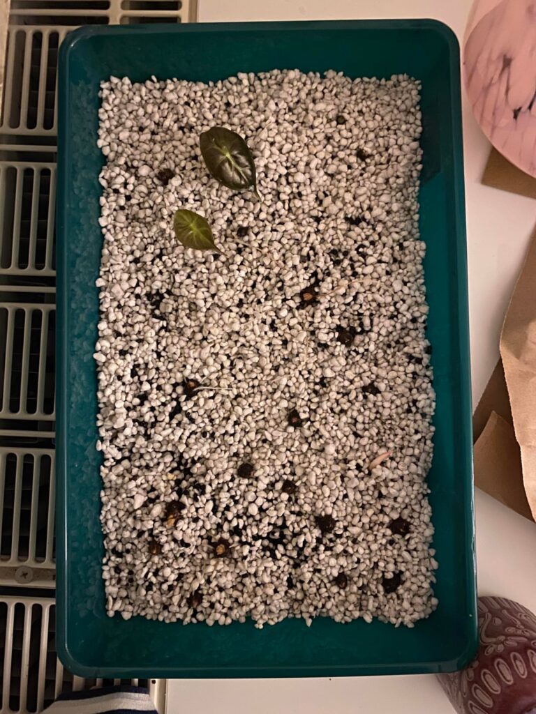my own baby plants