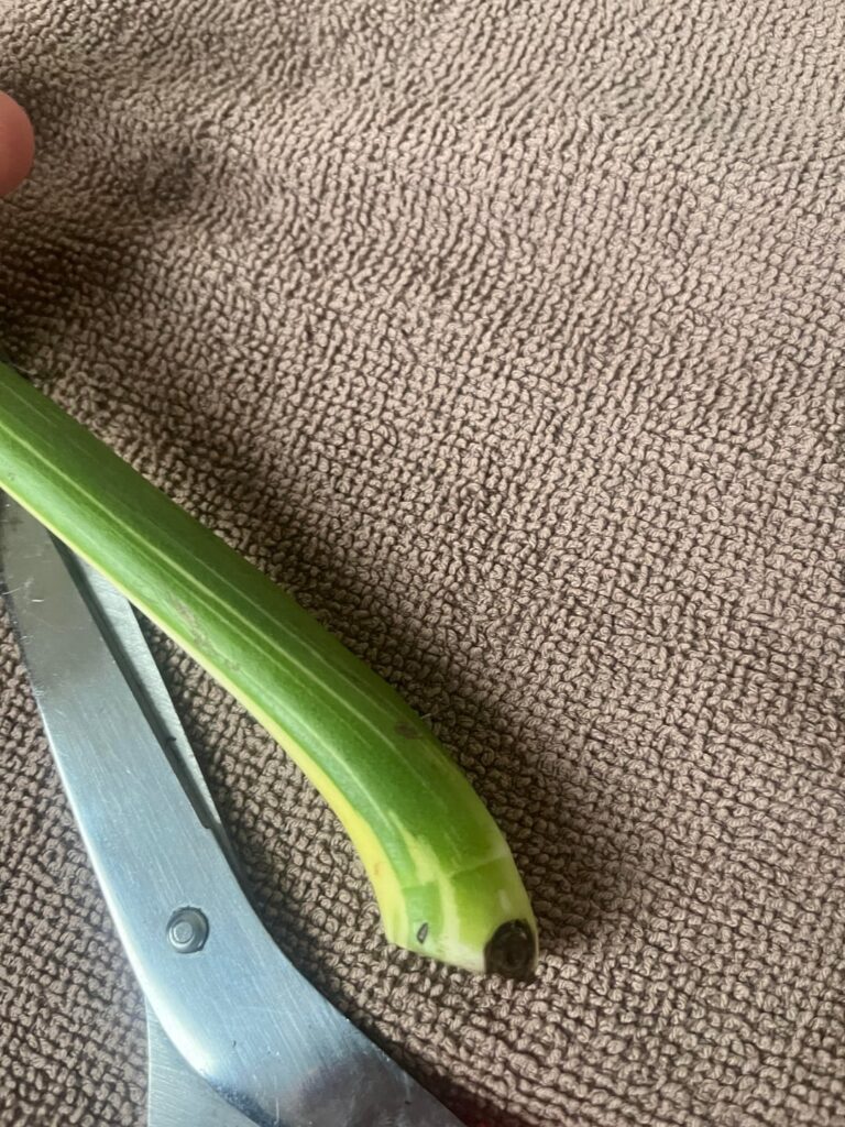 Do you guys think this is a node? Because I have no clue