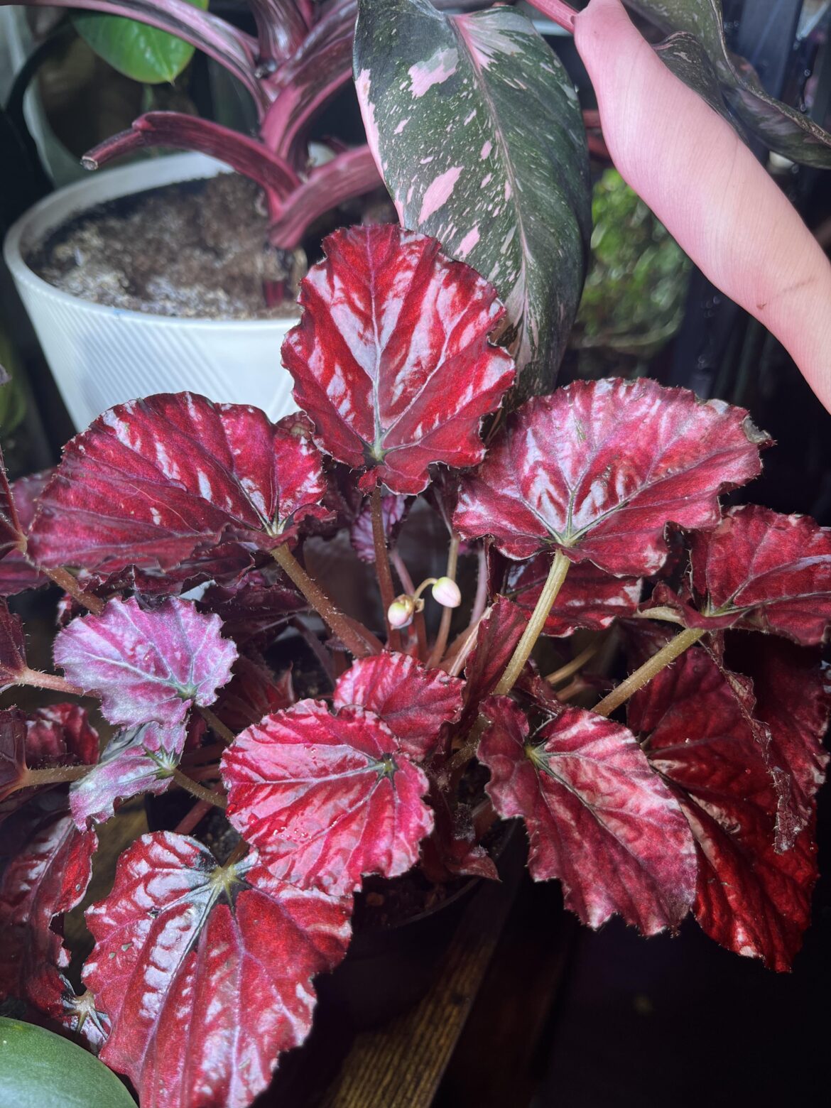 Amazing surprise! Amazing surprise!