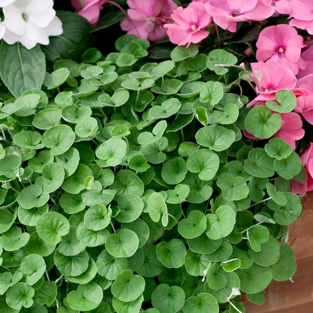 Dichondra Argentea 'emerald Falls' X 5 Plug Plants by Growtanical&reg;