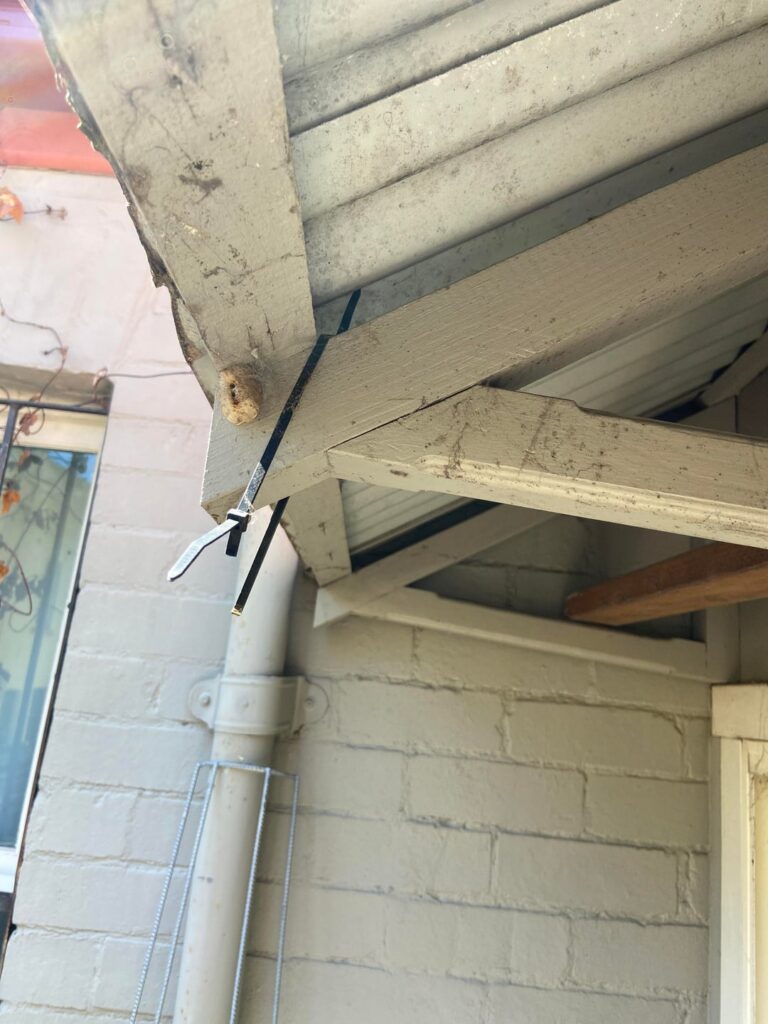 Are these native bees or something sinister in our garden?