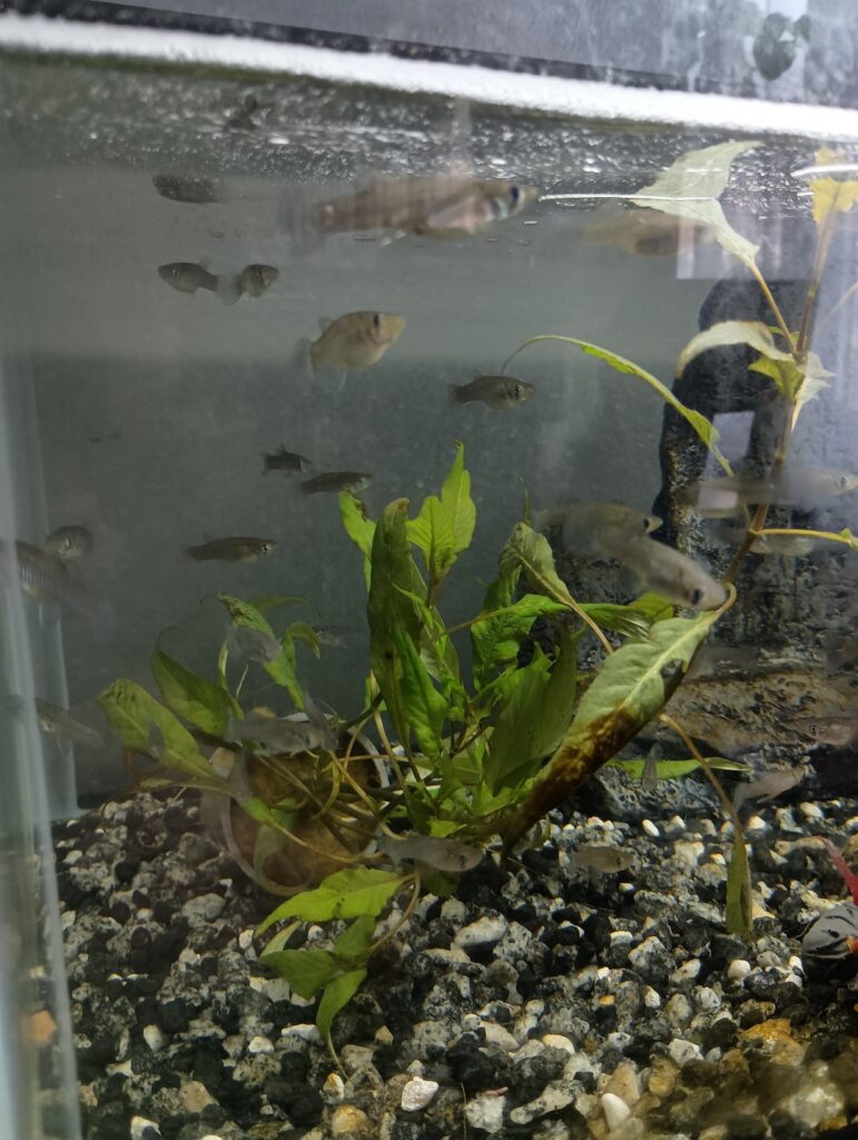 Can't anyone identify this plant?