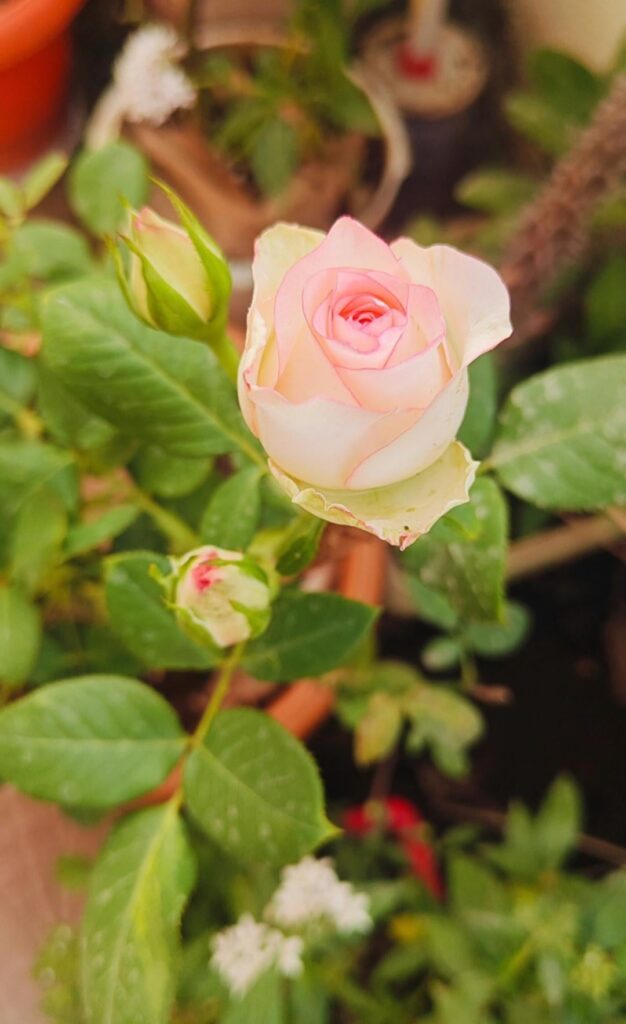 Soft pink, fresh leaves, and a peaceful vibe 🌿