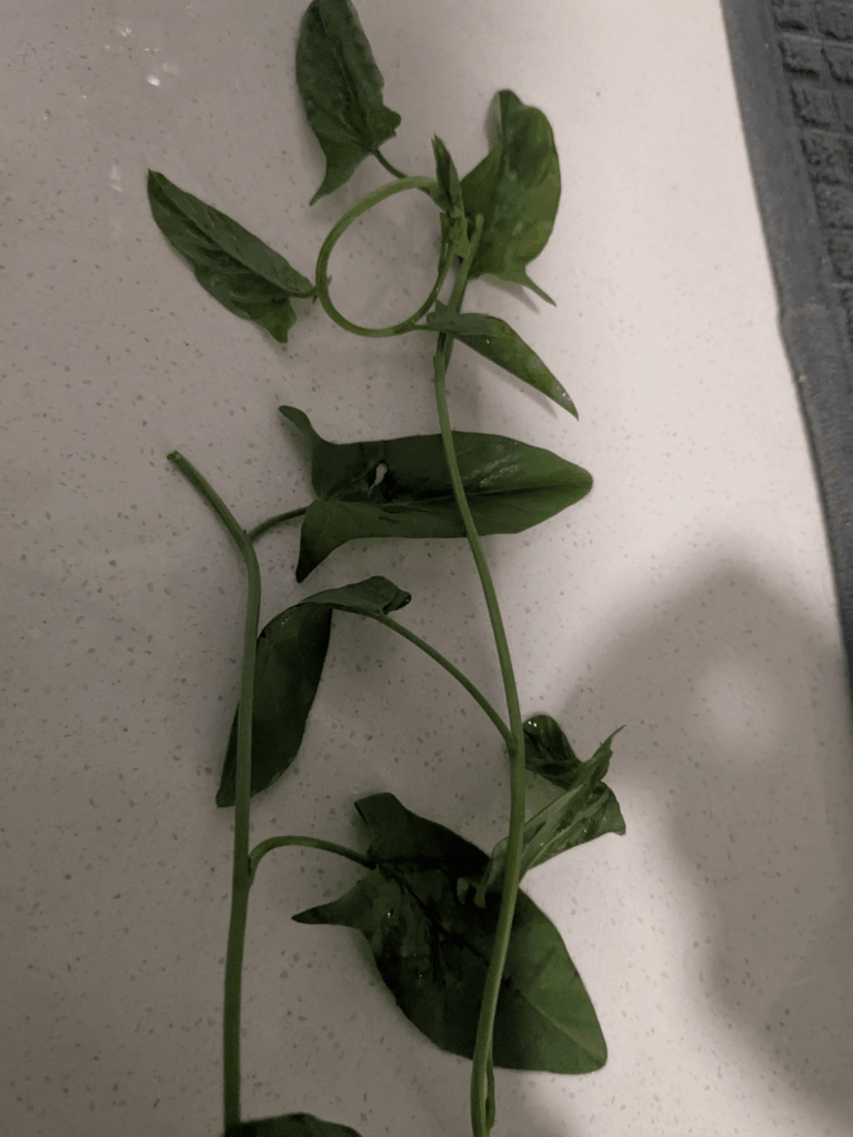 Not cilantro in bag of cilantro. What is it?