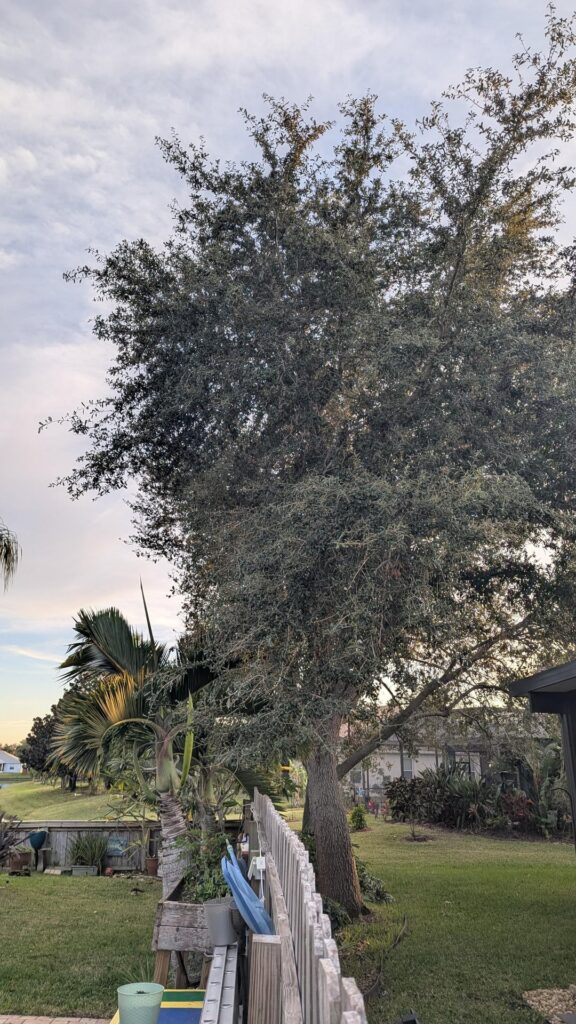 Oak canopy shape problem