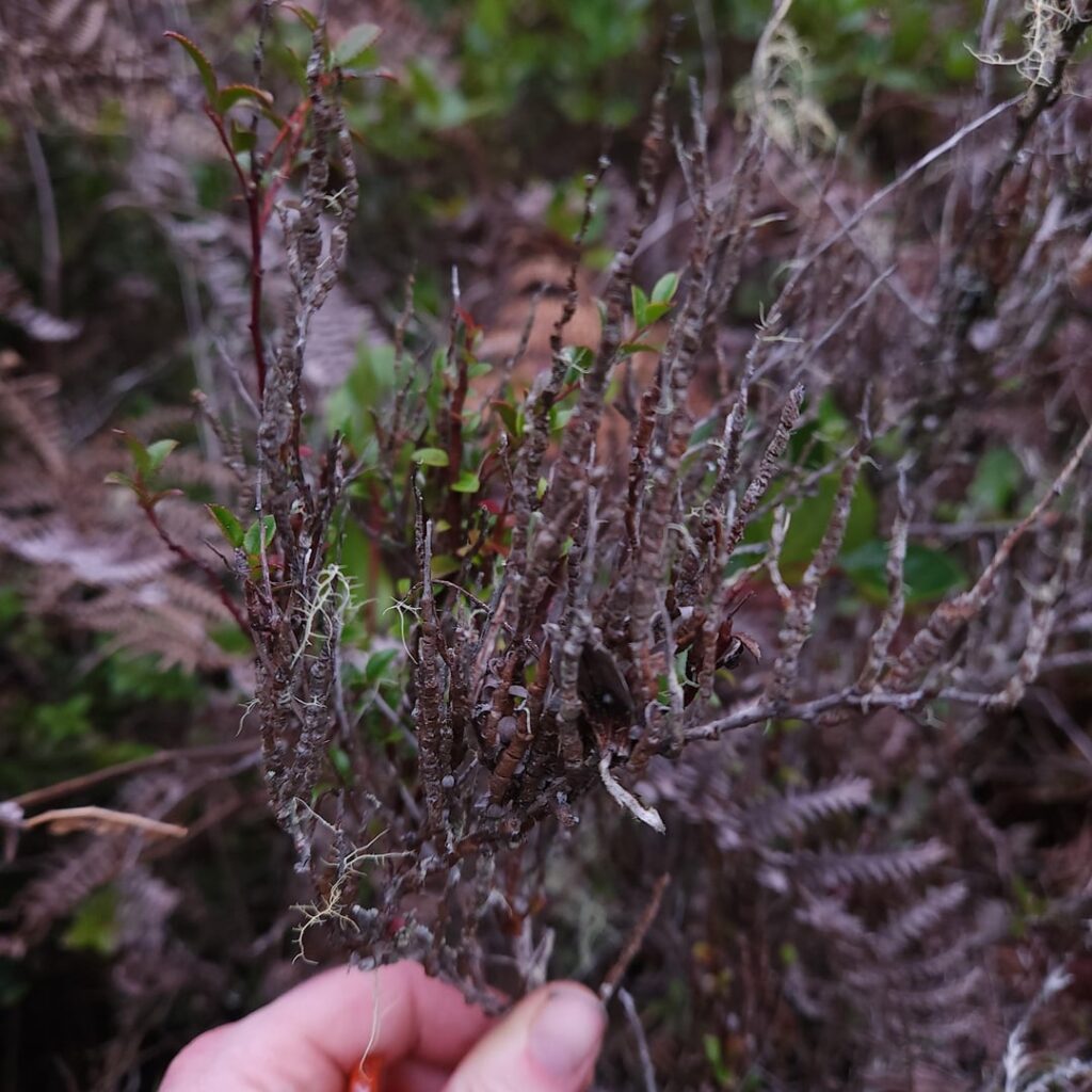 Some kind of pathogen killing western huckleberries, Salal, and other flora in PNW NorCA Some kind of pathogen killing western huckleberries, Salal, and other flora in PNW NorCA