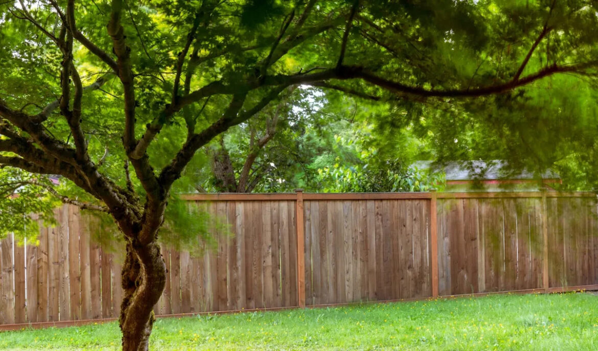 Resident captures stunning video of unexpected visitor in backyard: ‘So lucky’ Yahoo lifestyle home