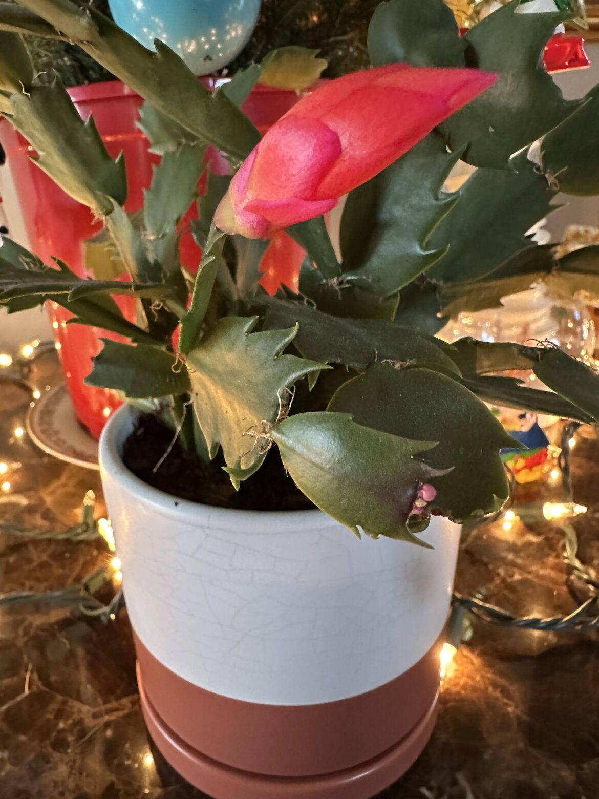 Holiday Cactus