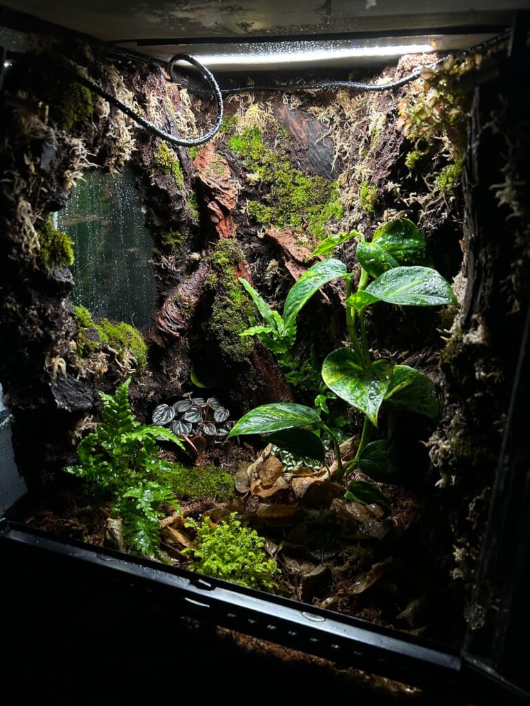 building my first vivarium what are your guys thoughts and any tips on what to change/add. also if anyone has recommendations on a frog/gecko available in australia that would look nice in this please let me know (ignore the tubes at the top they will be gone soon)