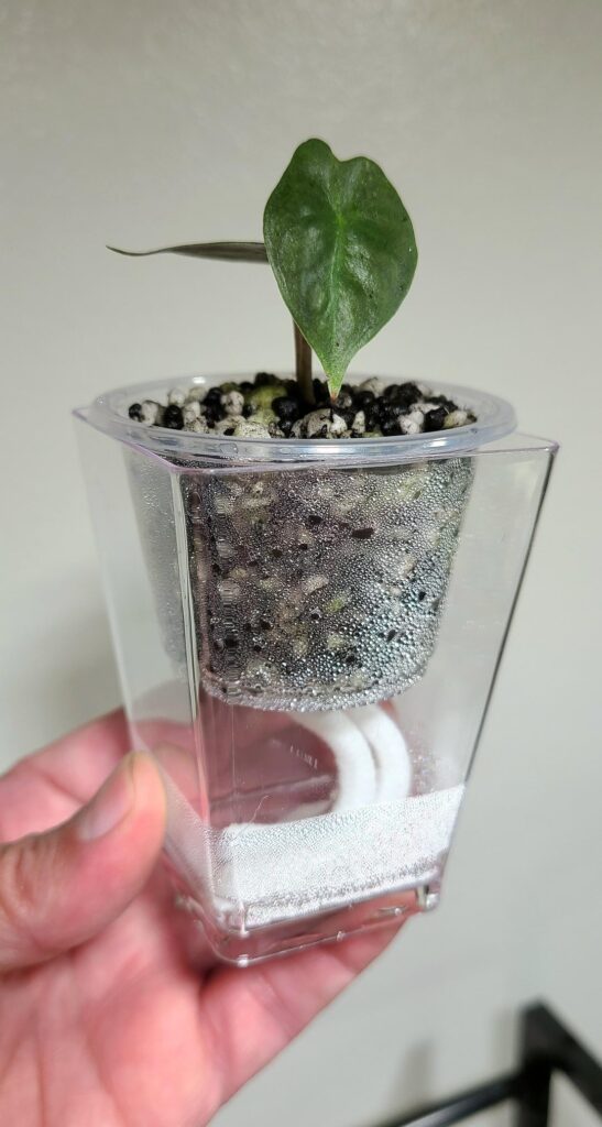 Dollar store corm setup