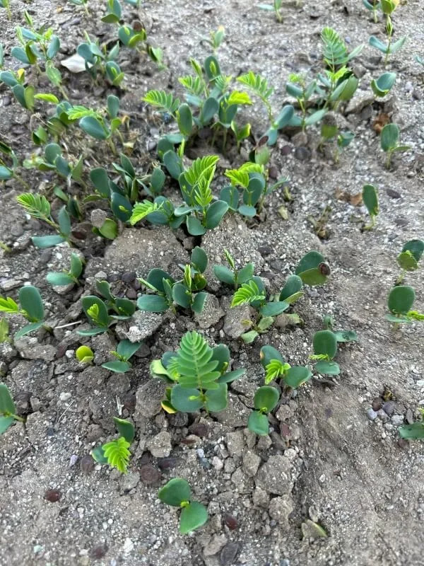 An Arizona Redditor encountered a troublesome plant recently and issued a warning to the community about goatheads.