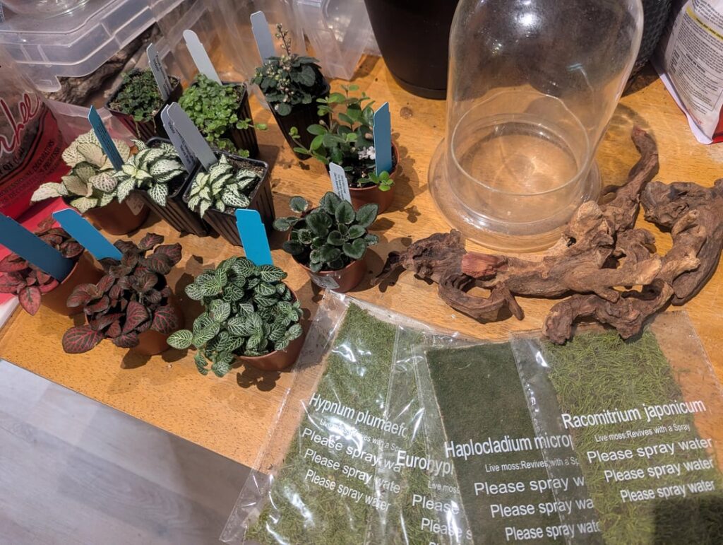 Closed-ish terrarium for white elephant gift Closed-ish terrarium for white elephant gift