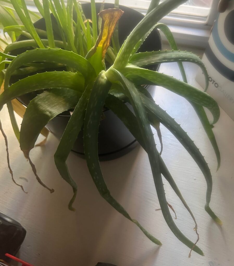 Debating whether the aloe Vera withering is a result of watering issues or overcrowding
