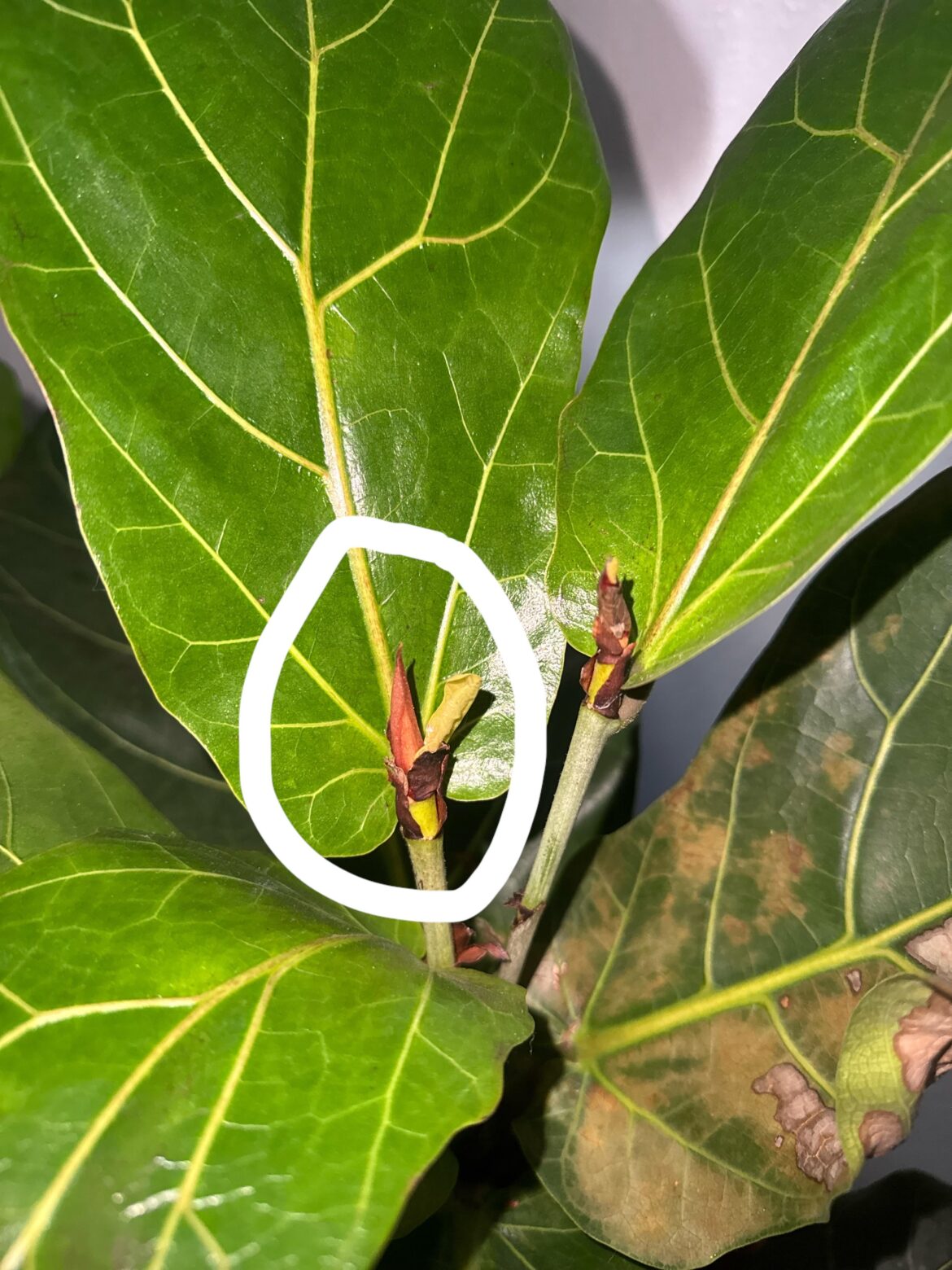 Will this one be two leaves? Since one is coming out and that bulb is there.