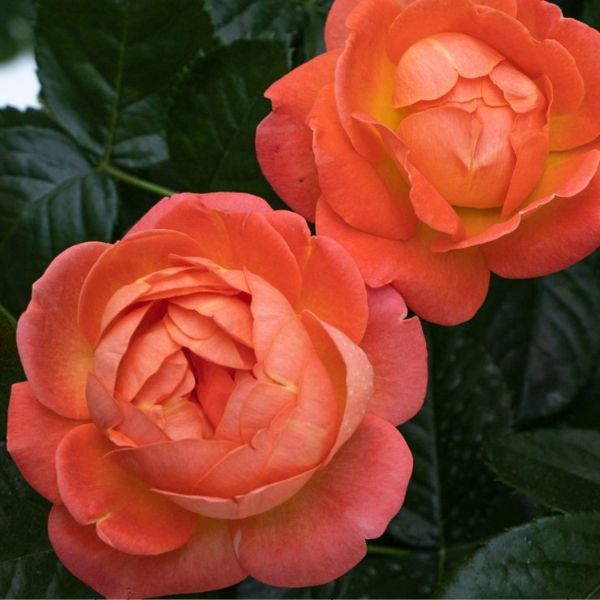 Knock Out&reg; Orange Glow&trade; Shrub Rose - #2 Container
