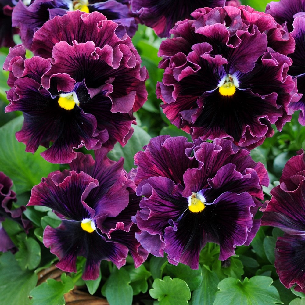 Pansy 'frizzle Sizzle Burgundy' (frizzle Sizzle Series) F1