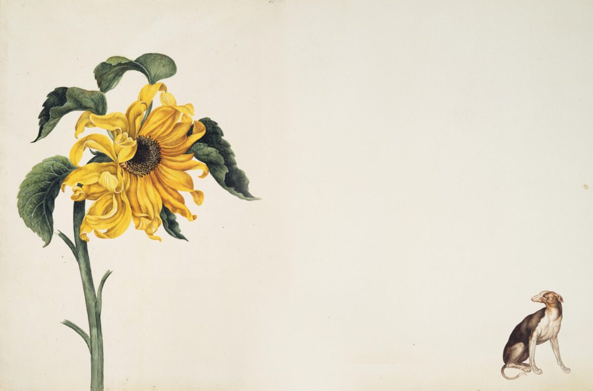 Dragonflies, flowers, dogs and lobsters: The 17th century nature brought back to life by the paintings of Alexander Marshal Dragonflies, flowers, dogs and lobsters: The 17th century nature brought back to life by the paintings of Alexander Marshal