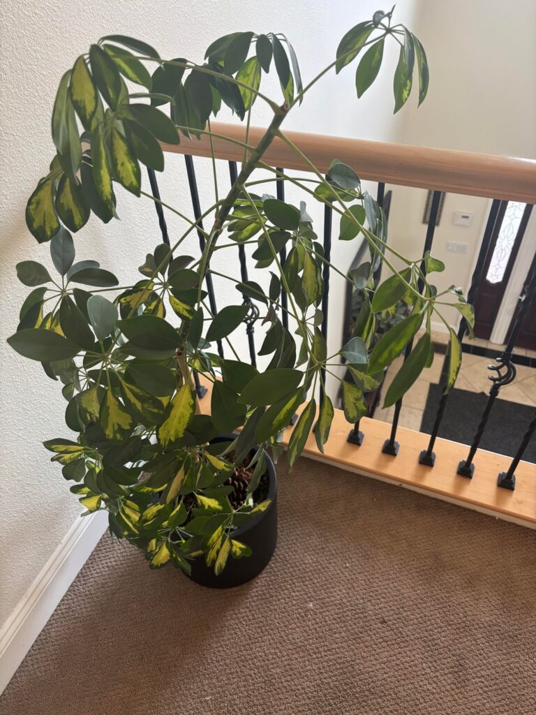 How to propagate umbrella plant?
