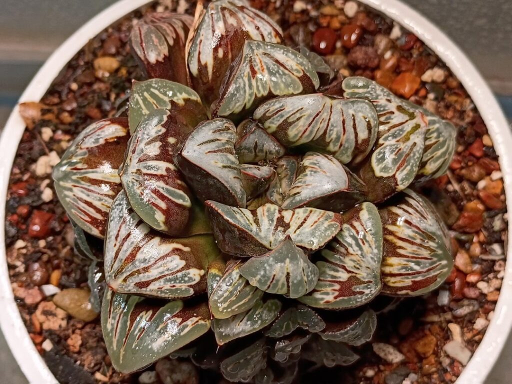Haworthia Silver Mutica Pupping