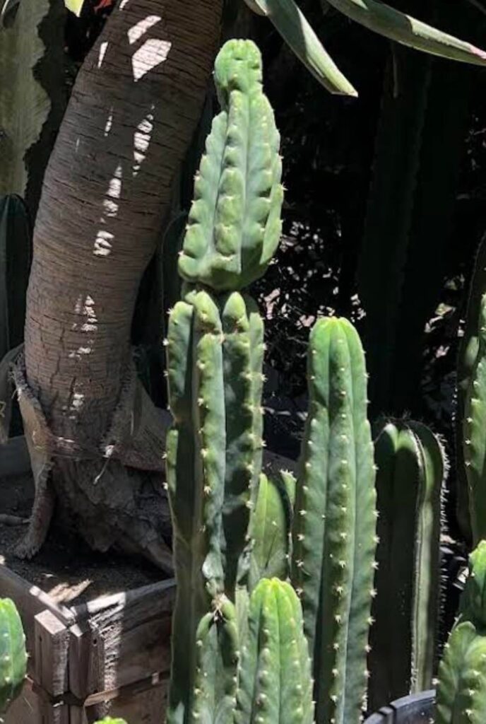 Are these San Pedro?