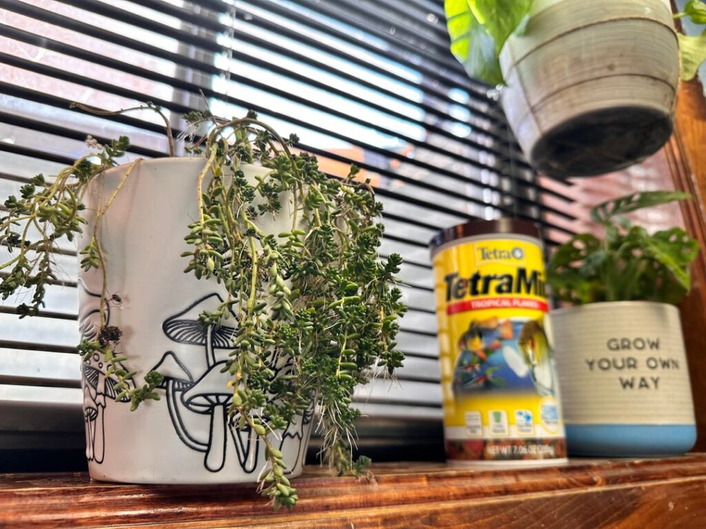 Help ID my new friend